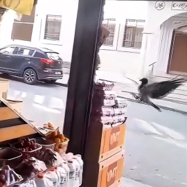 İstanbul- Sultangazi'de karganın marketin önündeki yumurta aldığı anlar kamerada