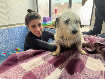 Ankara- Felç kalınca terk edilen köpek 'Kırpık'a yuva aranıyor /Video eklendi