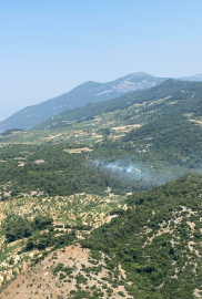 Aydın'da orman yangını (2)