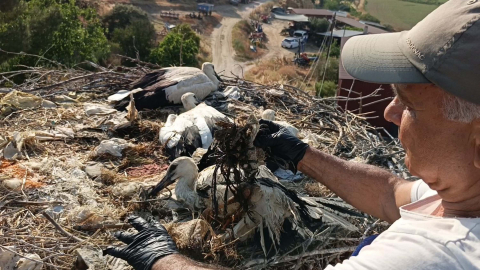 Aydın'da ayağına ip dolanan yavru leylek kurtarıldı /Video eklendi