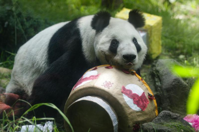 Meksika'da dev panda Xin Xin'in 35’inci doğum günü kutlandı