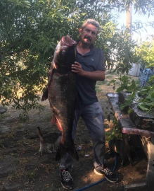 Meriç Nehri’nde nadir görülen 20 kilo ağırlığında som balığı yakaladı