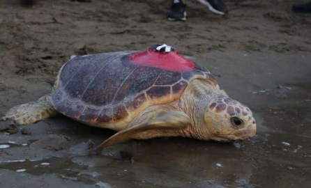 Muğla- Sinyali kesilen caretta 'Tuba', yuvalama için geldi /Video eklendi