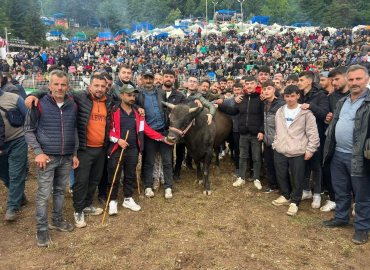 Artvin'de boğa güreşlerine yoğun ilgi