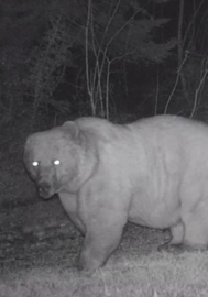 Sağ kulağı olmayan bozayı fotokapanda