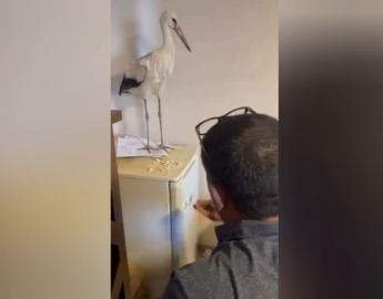 Yaralı leyleği sığındığı iş yerinde elleriyle besledi