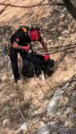 Düzce’de kayalıklarda köpek kurtarma operasyonu