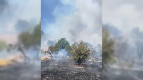Malatya'da orman yangını /Video eklendi