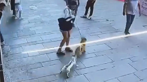 İstanbul - Fatih’te esnafın maskotu 'Muhtar' isimli kedi, sahipli köpeğe saldırdı