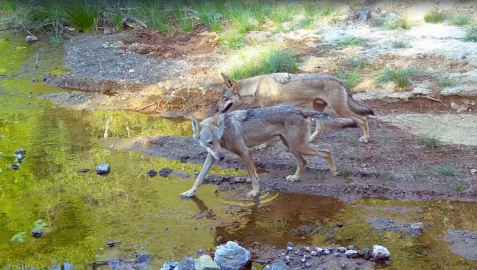Muğla'da su kaynağına gelen kurtlar fotokapan kamerasında