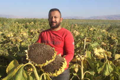 Rekoltenin yüzde 30 düştüğü Kayseri'de, ayçiçeği hasadı başladı