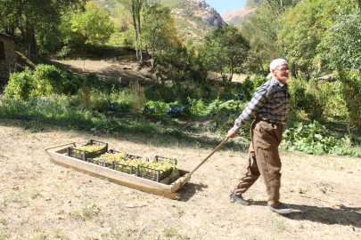 80 yaşında, her yıl tonlarca üzümü kızakla köyüne taşıyor