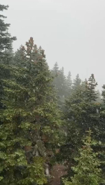 Uludağ'a kar yağdı (2)