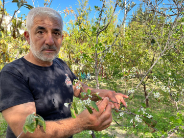 Hatay’da meyve ağaçları sonbaharda çiçek açtı