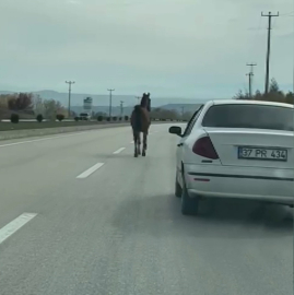 Başıboş at, trafiği tehlikeye düşürdü