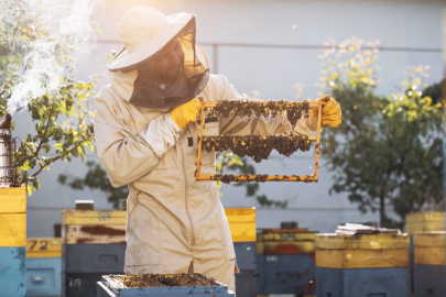 Kraliçe arıyı uzun yaşatan Arı Sütü, insanlar için de sağlık kalkanı