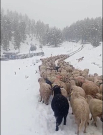 Ordu’da yoğun kar, çobanlara ve sürüye zor anlar yaşattı