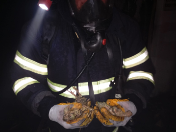 Balıkesir’de tavuk çiftliğinde çıkan yangında 5 bin civciv öldü