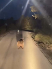 Köy yoluna inen ayı cep telefonu kamerasında