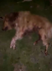 Samsun’da 9 köpek tabanca ile vurularak öldürüldü, Valilik açıklama yaptı