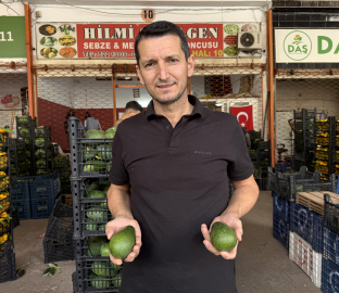 Alanya avokadosunda rekolte beklentisi 150 milyon adet