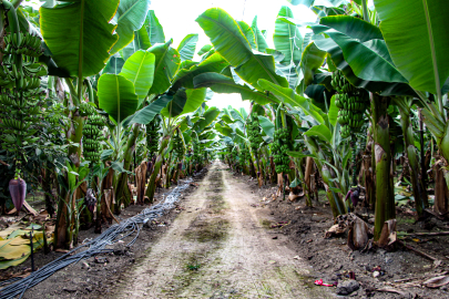 Adana'da muz üretimi, devlet teşvikleriyle 7 bin 500 dekara çıktı