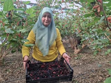 Mersin'de karadut hasadı başladı; yüzde 70'i ihraç ediliyor