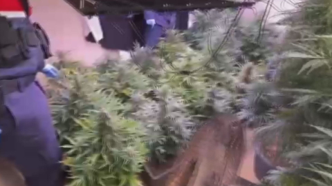 İstanbul - Arnavutköy'de 580 gündür aranan şüpheli evinde uyuşturucu madde yetiştirirken yakalandı