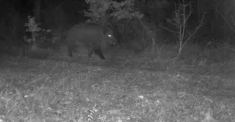 Karabük’te yaban hayatı fotokapana yansıdı