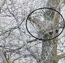 Nesli tehlike altında olan vaşak, ağaçta görüntülendi