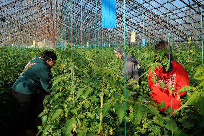 Üniversiteden sofraya