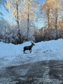 Karla kaplanan Kuzu Yayla Tabiat Parkı'nda kızılgeyik görüntülendi