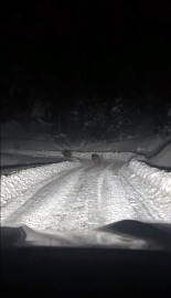 Kardan kapanan yolda çalışma yapan ekipler, 4 ayıyla karşılaştı