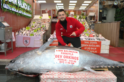Düzce’de avlanan 346 kiloluk orkinos, Samsun’da satışa çıkarıldı