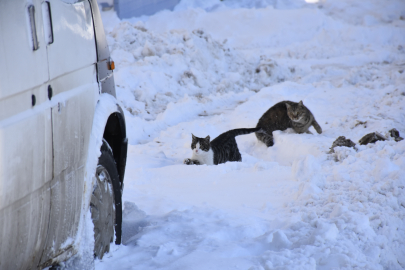 Sivas eksi 19'u gördü, Kızılırmak buz tuttu (2)