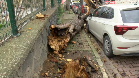 İstanbul - Şişli ve Beşiktaş’ta ağaçlar park halindeki araçların üzerine devrildi
