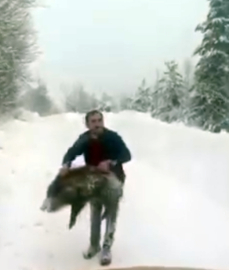 Yaban domuzunu yakaladı, sevdikten sonra tekrar bıraktı