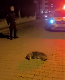 Samsun'da bitkin halde bulunan yavru çakal, tedaviye alındı