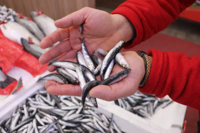 ‘Soğuk hava nedeniyle hamsiler Gürcistan açıklarına gitti’