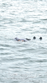 İstanbul - İstanbul Boğazı’nda erkek cesedi bulundu: Kaptan 'Hey yaşıyor musun' diye seslendi