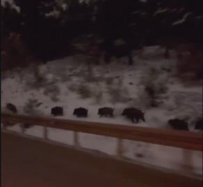 Amasya’da domuz sürüsü görüntülendi