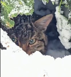Yaban kedisi fotokapanla görüntülendi