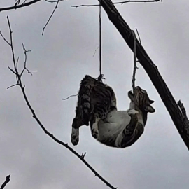 Samsun’da ağaca asılı bulunan kedi kurtarıldı