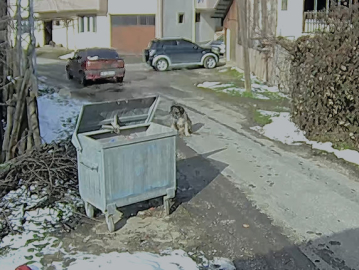 Otomobilin üzerinden geçtiği köpeğin vücudunda yüzlerce saçma izine rastlandı