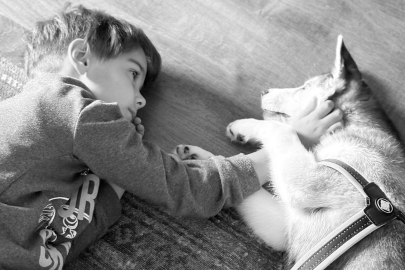 Zayu ile Başlayan Yolculuk: Bir Husky’nin Aileye Kattığı Dinginlik