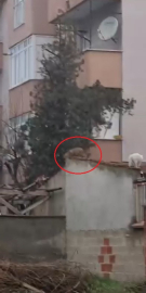 Evlerin bahçe duvarlarının üstünde gezen tilki kamerada