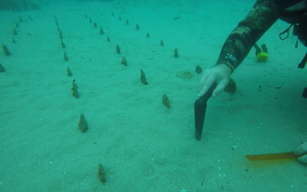 Çanakkale Boğazı'nda nesli tehlike altındaki pinalar yeniden yetişiyor