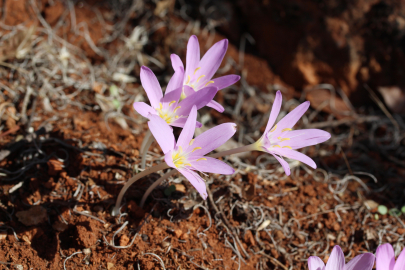 Endemik türü koparmanın cezası 699 bin 245 TL