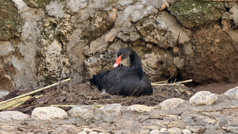 Doğanın sadık eşleri siyah kuğularda kuluçka heyecanı