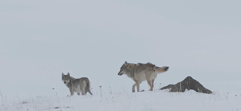 Köye inen kurtlar dronla görüntülendi
